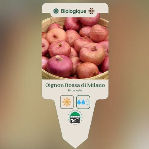 Plant de "Oignon Rossa Di Milano" – Écoumène