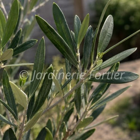 Plant de Olivier