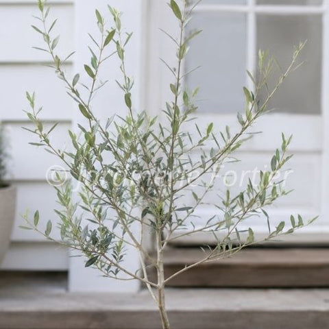 Plant de Olivier