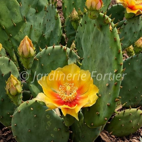 Opuntia "Humifusa"