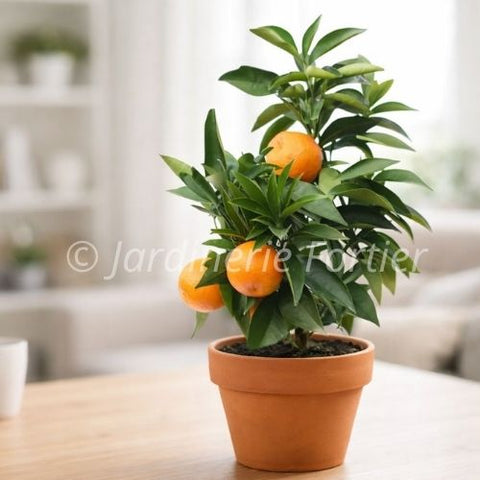 Fruitier Oranger - Agrume