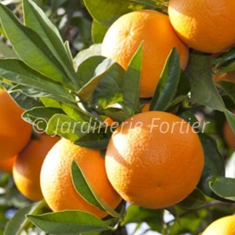 Fruitier Oranger - Agrume
