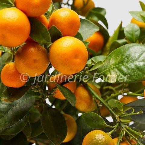 Fruitier Oranger - Agrume