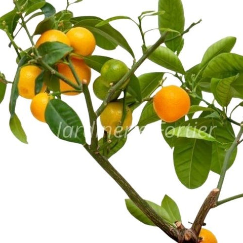Fruitier Oranger - Agrume