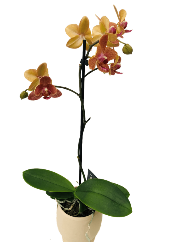 Plante Phalaenopsis cascade