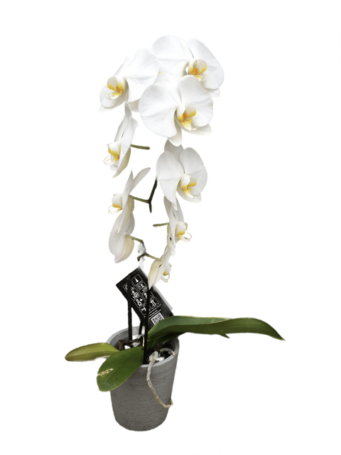 Plante Phalaenopsis cascade