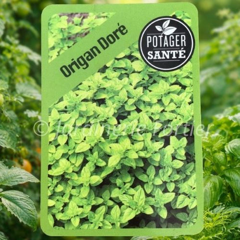 Origan doré / Potager Santé