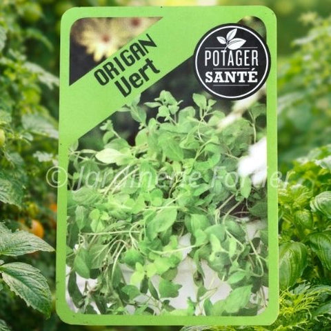 Origan vert / Potager Santé