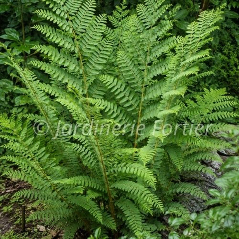 Osmunda "Regalis"