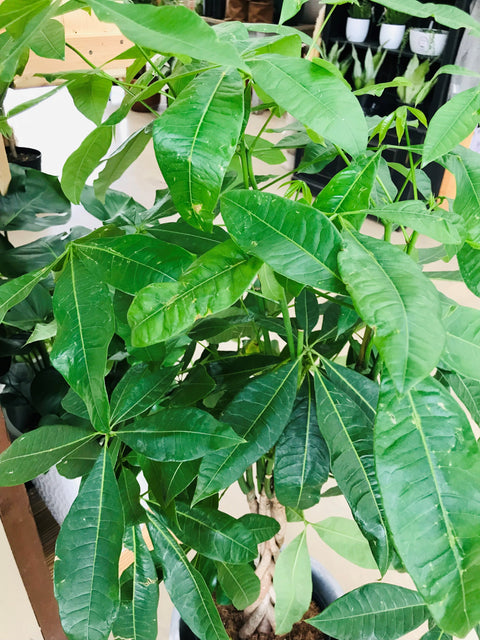 Plante d'intérieur "Pachira tressé"