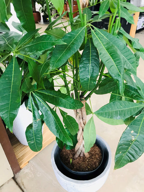 Plante d'intérieur "Pachira tressé"