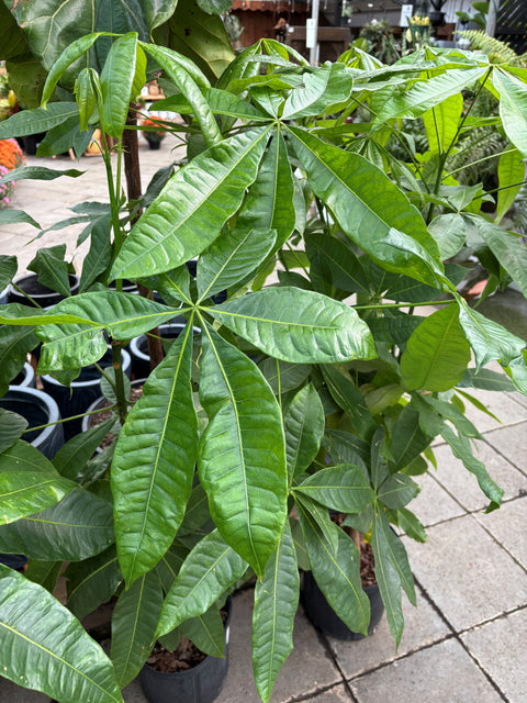 Plante d'intérieur "Pachira Money tige Braid"
