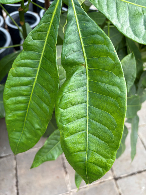 Plante d'intérieur "Pachira Money tige Braid"