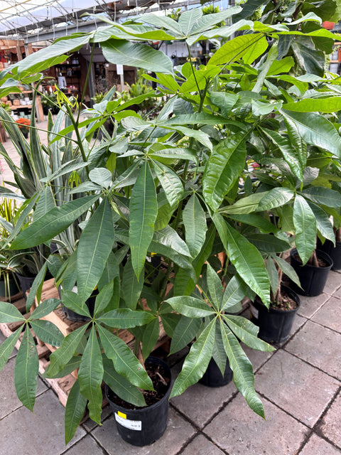 Plante d'intérieur "Pachira Money tige Braid"