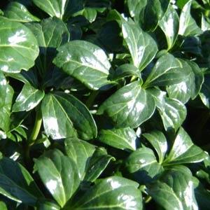 Pachysandra "Green Sheen"