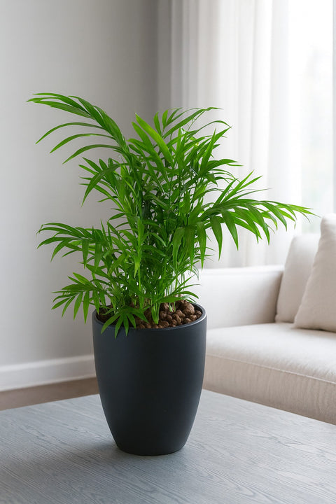 Plante d'intérieur "Palmier Neanthe Bella"
