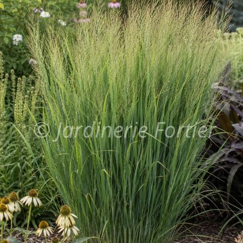 Panicum "Northwind"