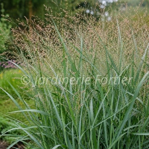 Panicum virgatum "Heavy Metal"