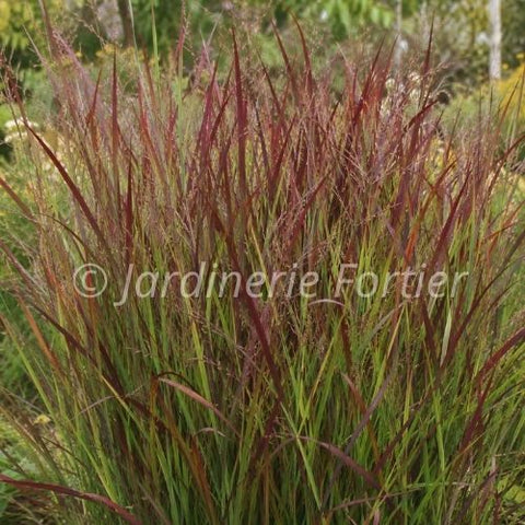 Panicum virgatum "Cheyenne Sky"