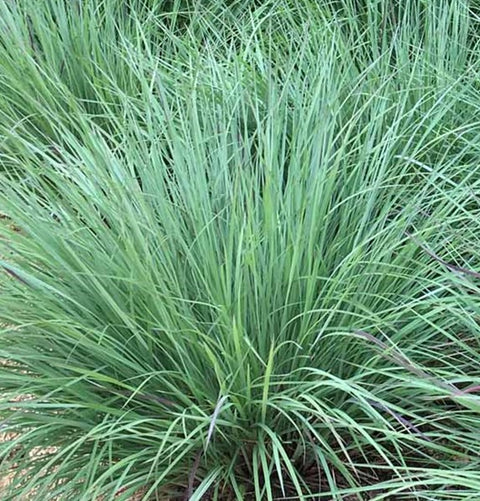Panicum "Prairie Sky"