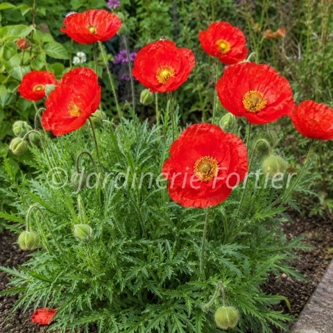 Pavot "Spring Fever Red"