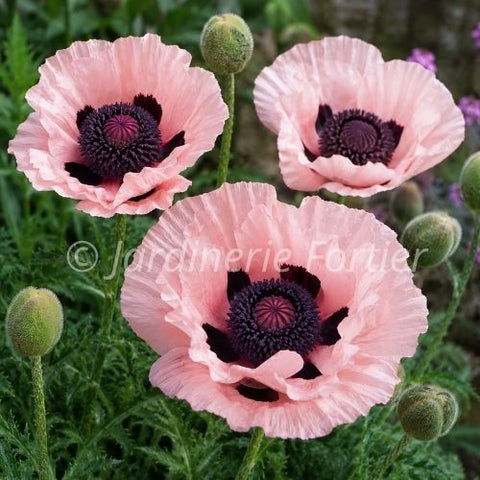 Pavot "Princess Victoria Louise"