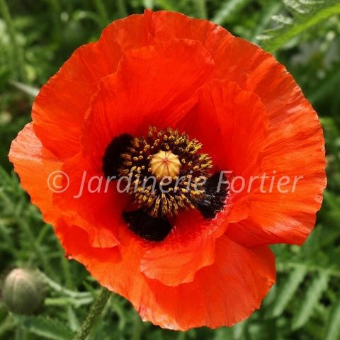 Pavot orientale "Allegro"