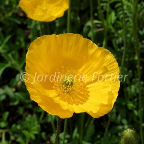 Papaver Spring "Fever Yellow"