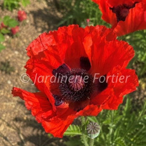 Pavot "Beauty of Livermere"
