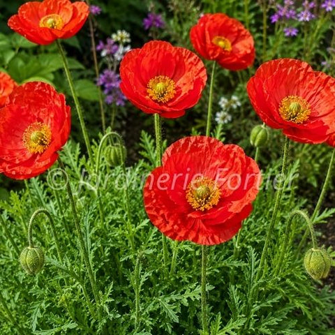 Pavot "Spring Fever Red"