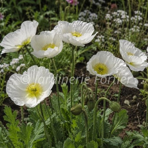 Pavot "Spring Fever White"