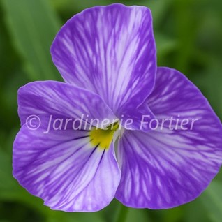 Pensée "Columbine"
