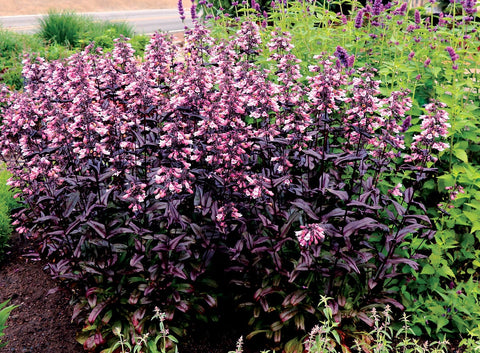 Penstemon "Dakota Burgundy"