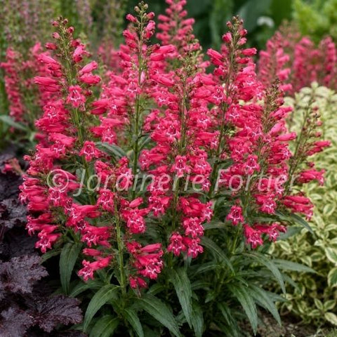 Penstemon Bejeweled "Rose Rhinestones"