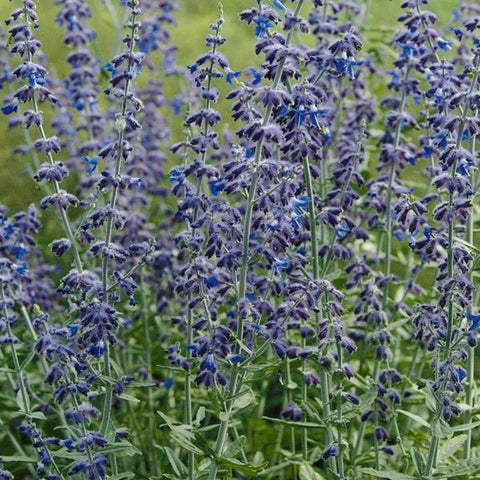 Perovskia "Silver Scepter"