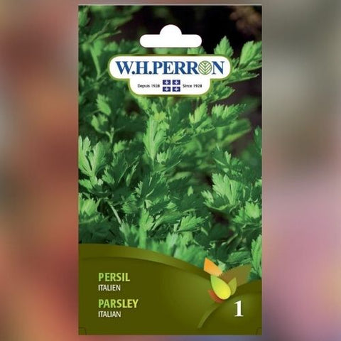Semence de "Persil italien" non traité