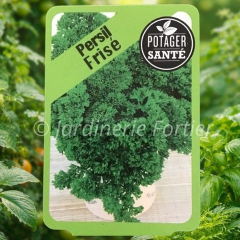Persil Frisé / Potager Santé