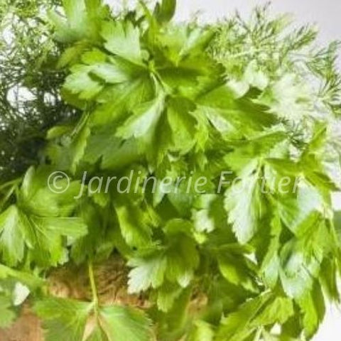 Persil Italien / Potager Santé