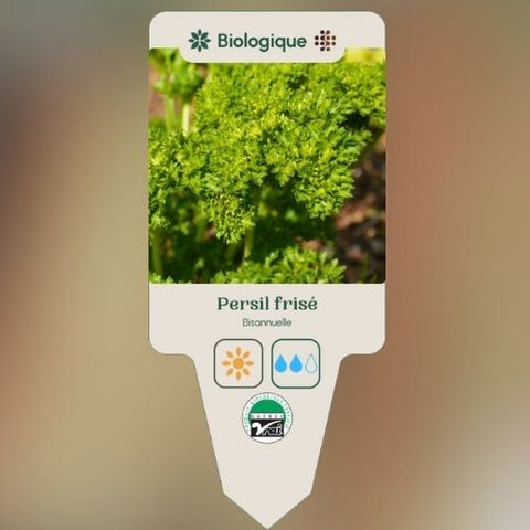 Plant de "Persil frisé" – Écoumène