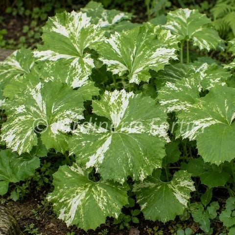 Petasites variegatus "Nishiki-buki"