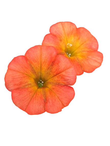 Pétunia Flower Shower Golden Harvest / NOUVEAUTÉ 2024