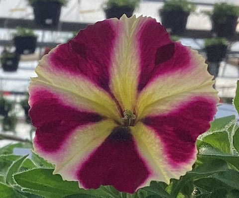Pétunia Slingshot Lemon Berry