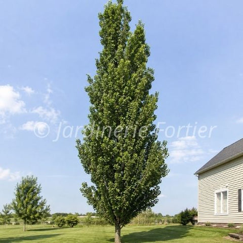 Peuplier Deltoides "Siouxland"