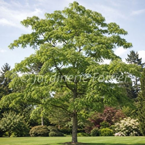 Phellodendron de l’Amour ‘Macho’