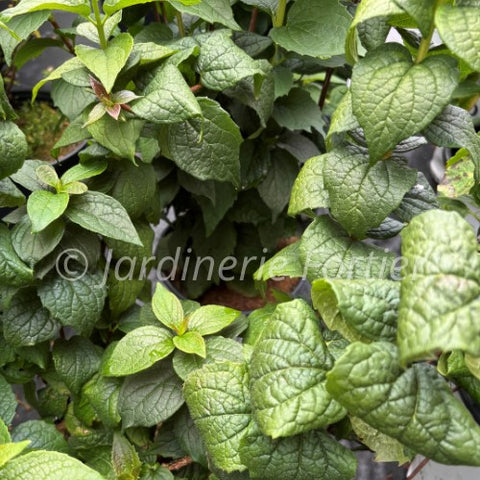 Philadelphus "Illuminati tower"