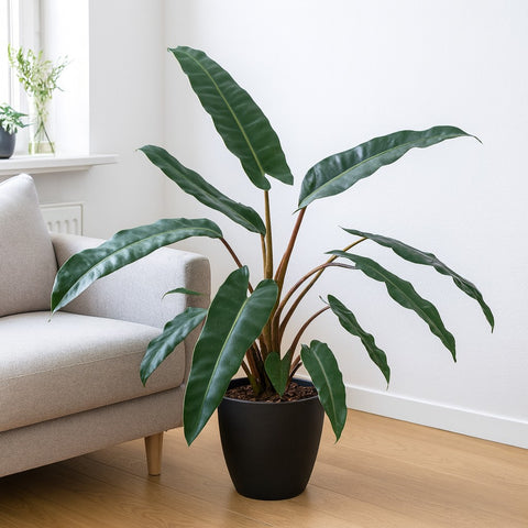 Plante d'intérieur "Philodendron Atabapoense"
