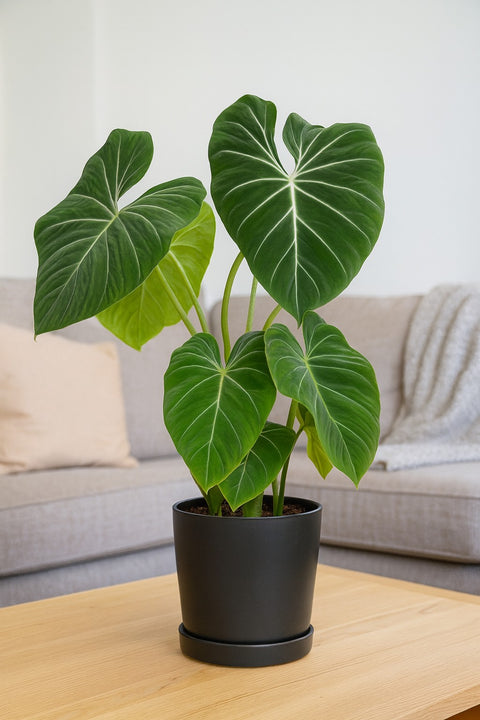 Plante d'intérieur "Philodendron Gloriosum"