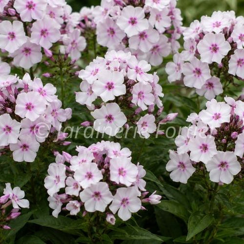 Phlox "Garden Girls Party Girl"