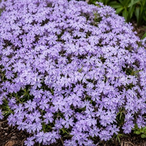 Phlox subulata "Spring Lavender"