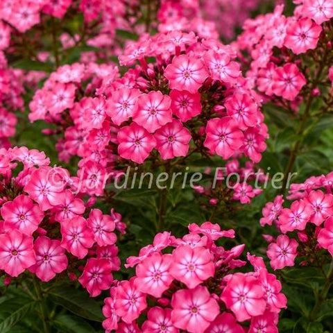 Phlox Luminary "Pink Lightning"